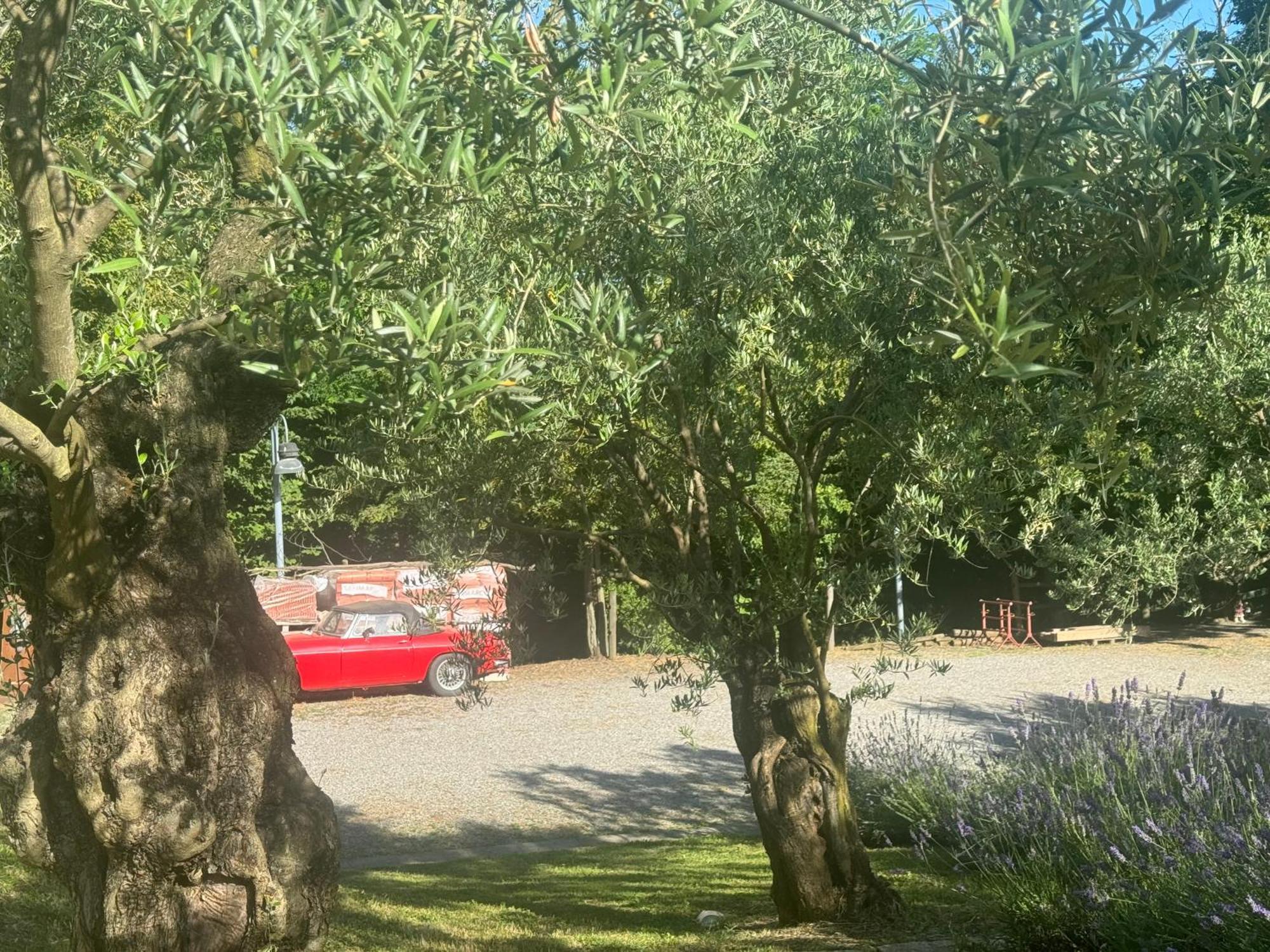 Bosco Magico Roccolo *